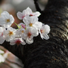 Flowers and stem bark