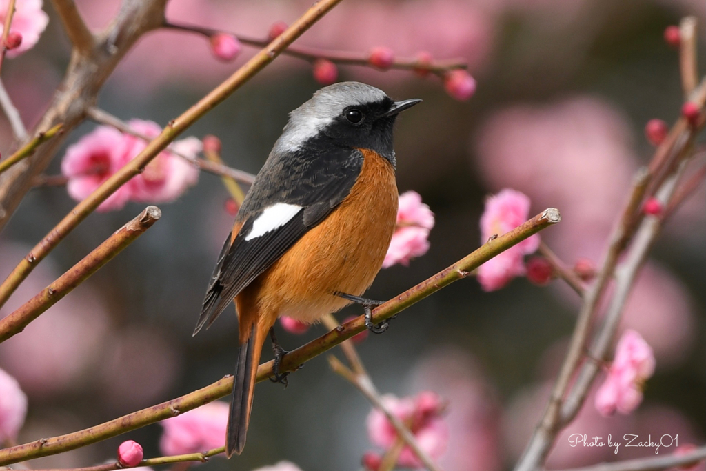 春が来た