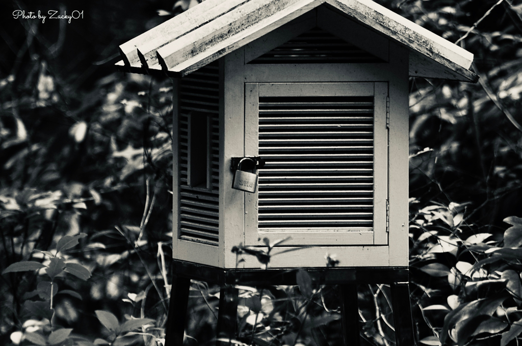 埋もれた百葉箱