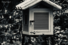 埋もれた百葉箱