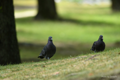 鳩の体温