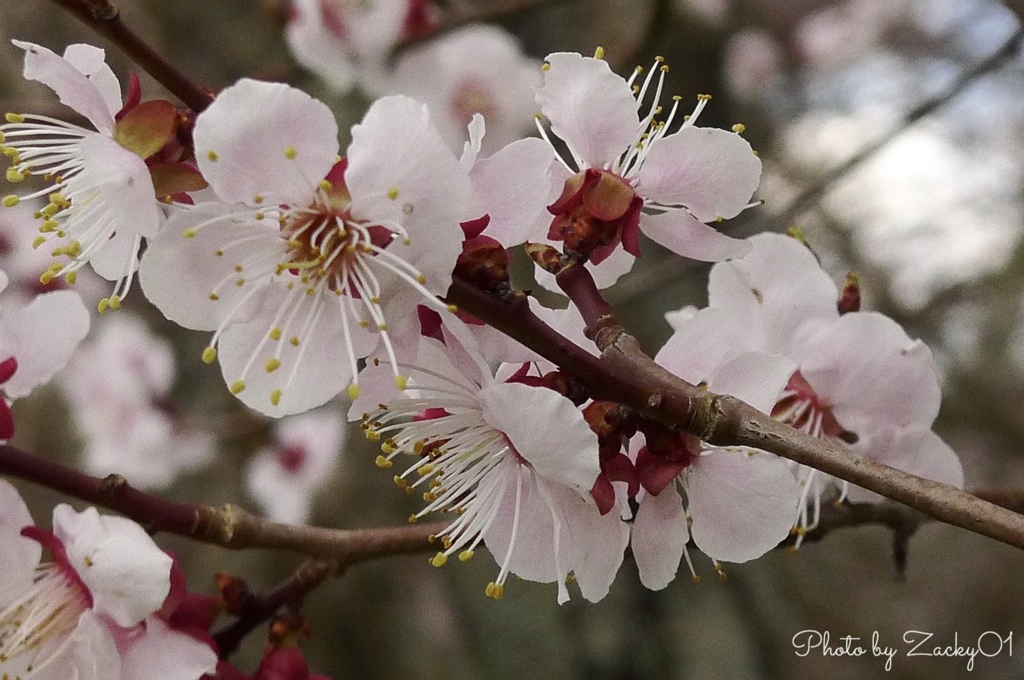 河原に咲く杏に惹かれ立ち止まり