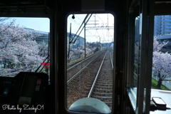 満開の桜と阪急電車