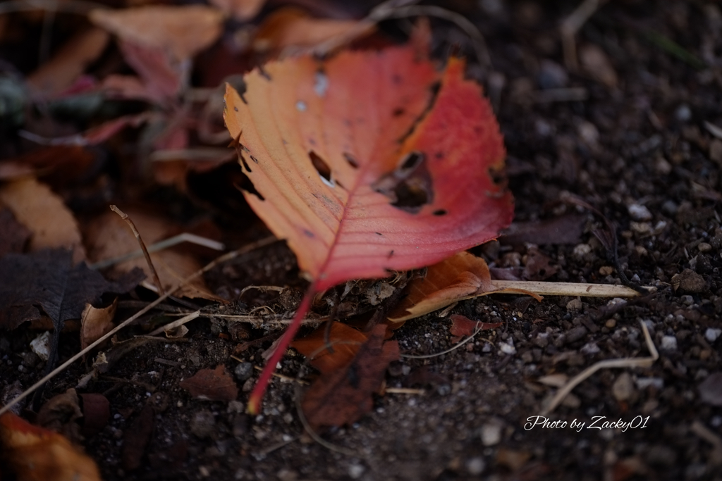 こころに沁みる落ち葉