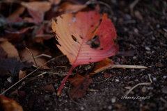 こころに沁みる落ち葉