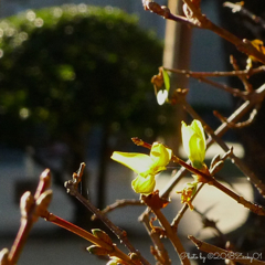 花言葉は期待