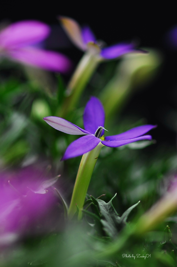 涼しげな紫の花