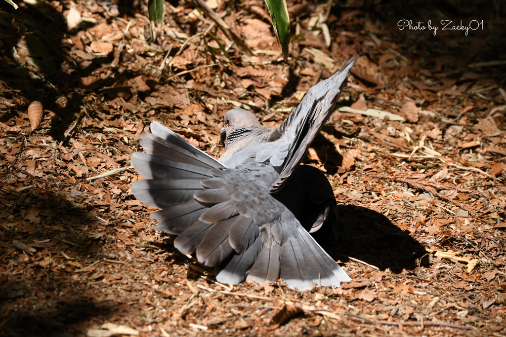 キジ鳩の舞