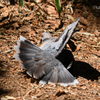 キジ鳩の舞