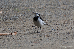 我が門に いなおほせ鳥の 鳴くなへに