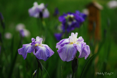 涼しげな紫の花