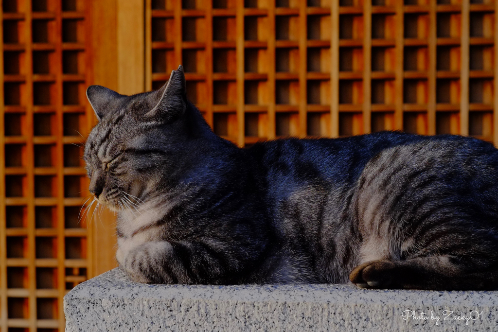 考える猫