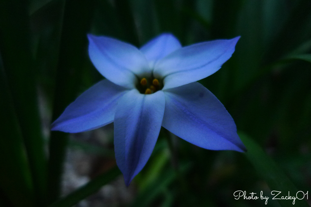 花言葉は星への願い