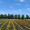 マリーゴールドの花畑