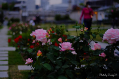 薔薇の散歩道