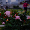 薔薇の散歩道