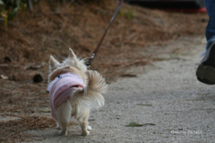 Wonderful Dog