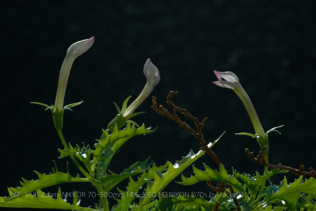 月日を超えて ／はじめての開花