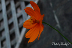 Deep orange cosmos