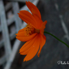 Deep orange cosmos