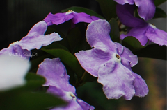 Brunfelsia