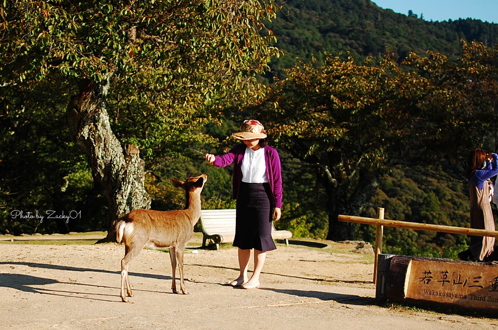 若草山の秋