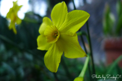 花言葉は私のもとへ帰って