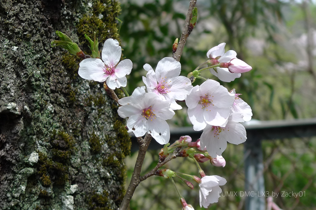 道路脇の桜