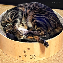 眩しいにゃあ　　手足で目を塞いでいます、、