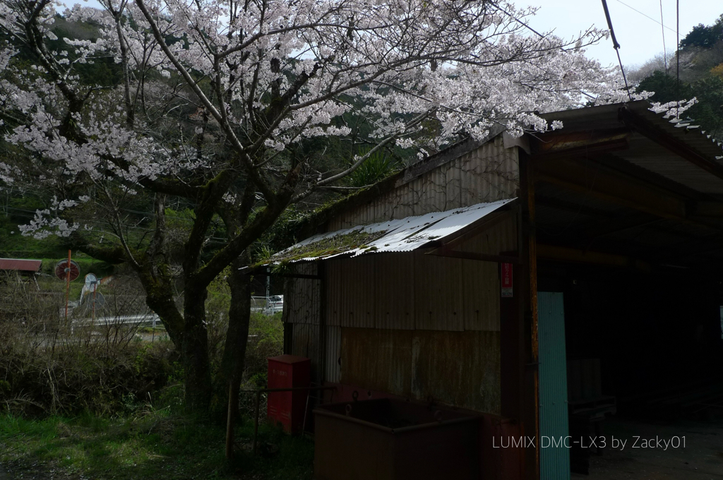 名もなき桜