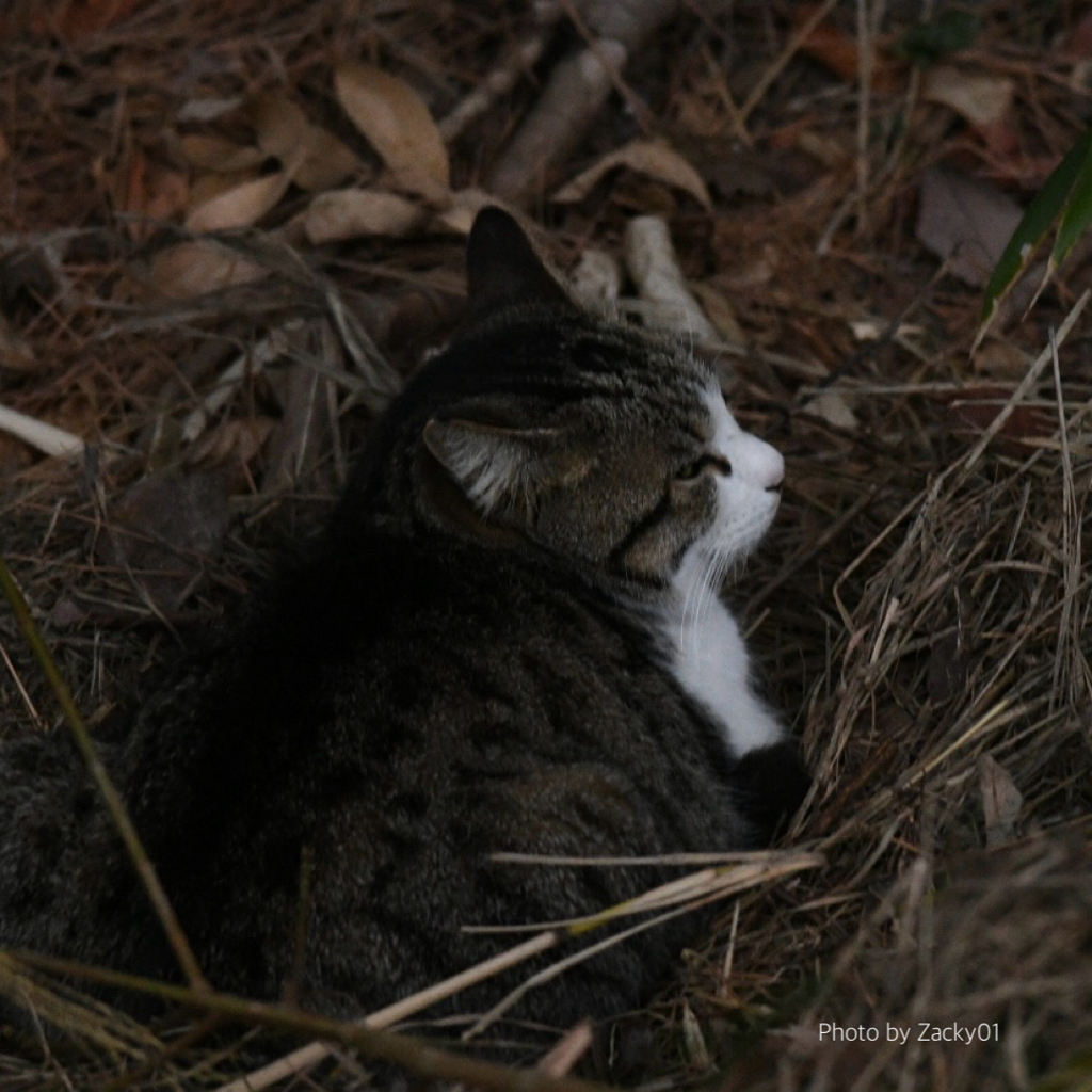おねむ（散歩中に出会った猫）