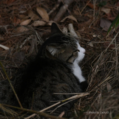 おねむ（散歩中に出会った猫）