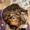 お昼寝ねこ
