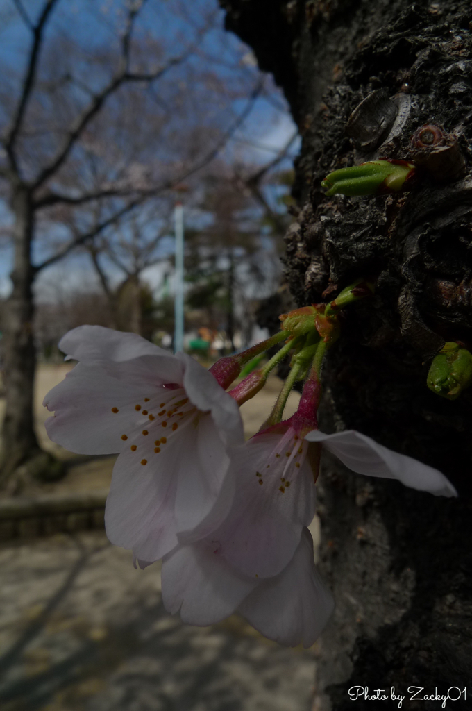 胴吹き桜