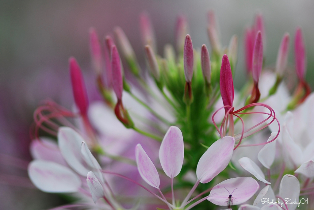 楽園の花