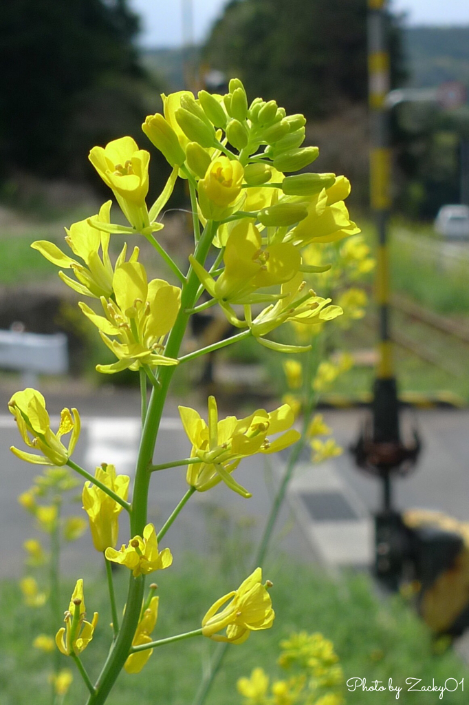花言葉は「小さな幸せ」