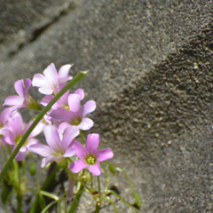 人知れず咲くお花