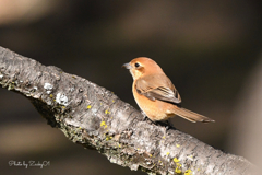 百舌鳥の笑み