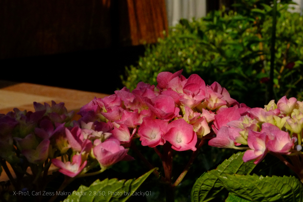 庭の紫陽花