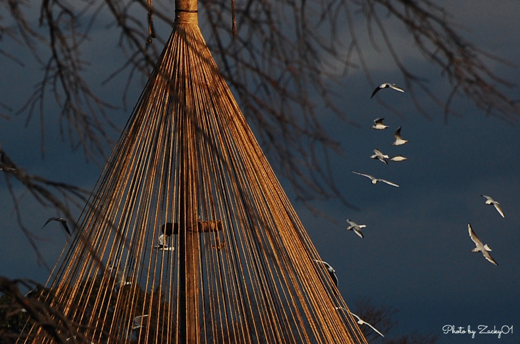 “The Birds”