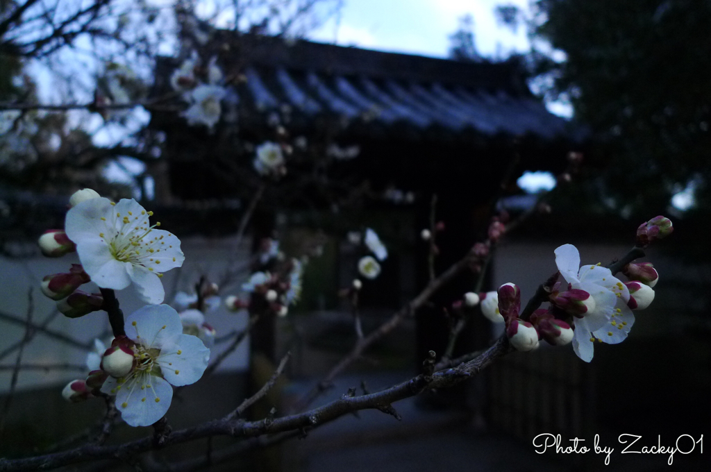 梅林寺外苑にて