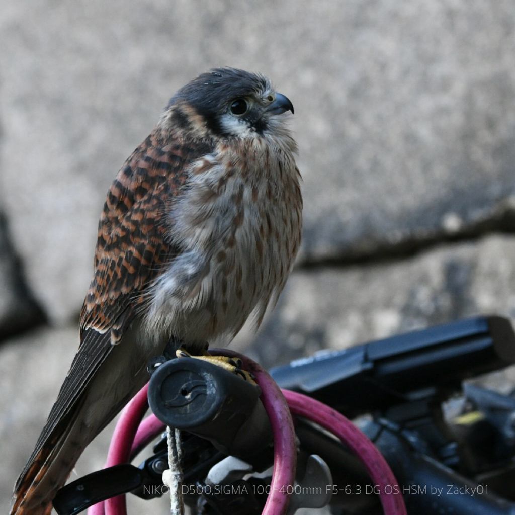自転車のはやぶさ