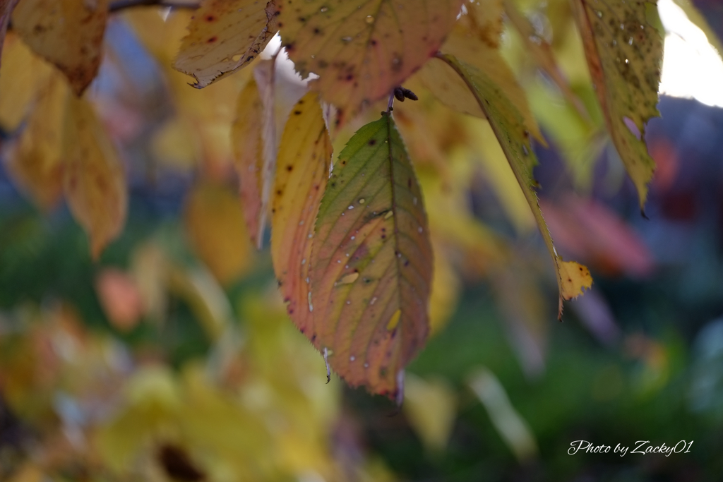 季節の移ろい　黄緑から黄色へ