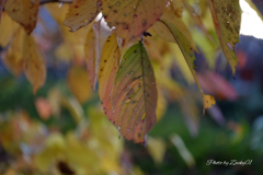 季節の移ろい　黄緑から黄色へ