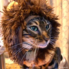 Like a Lion King