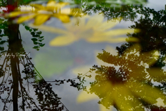 Submerged Flower