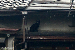 雨やどり
