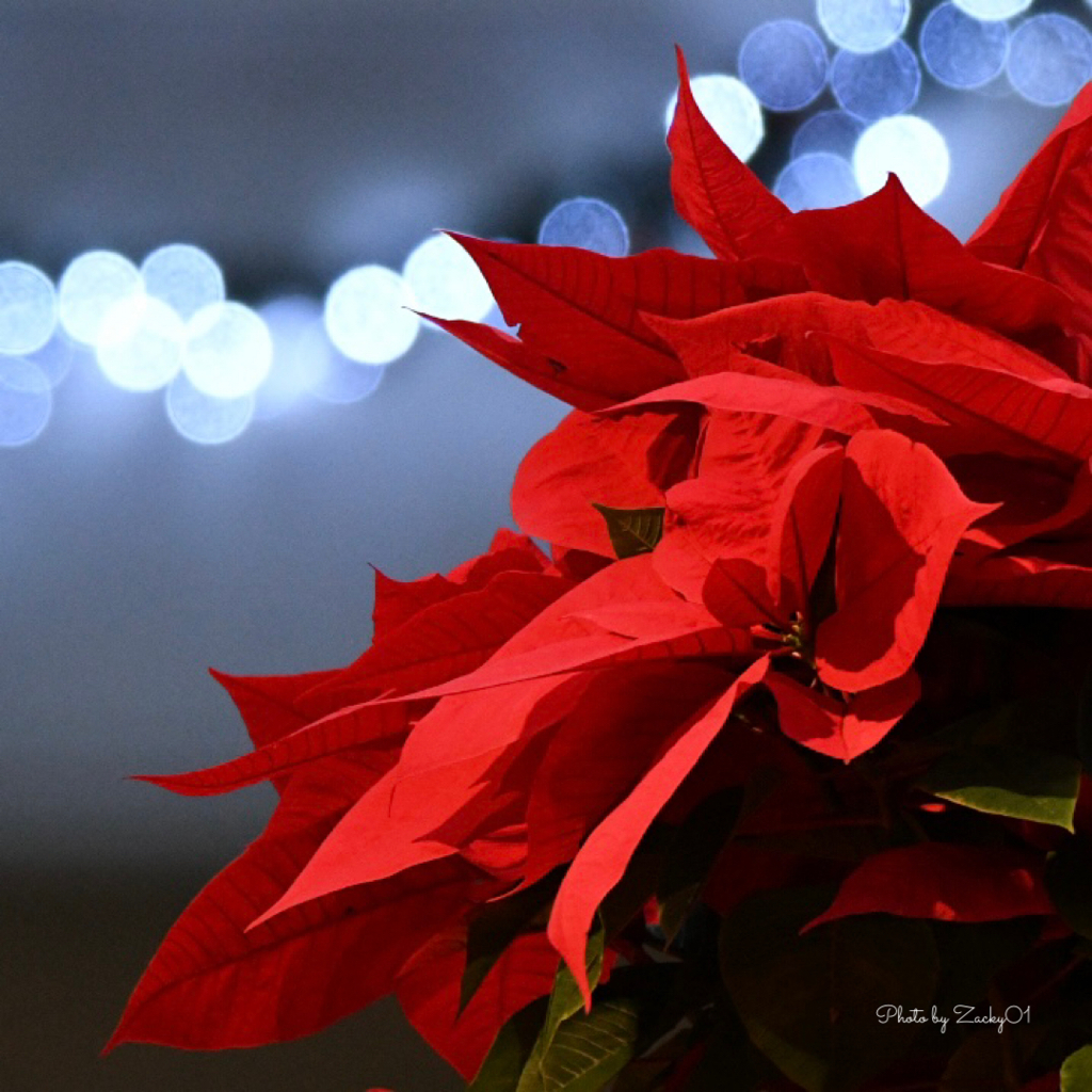 Christmas flower