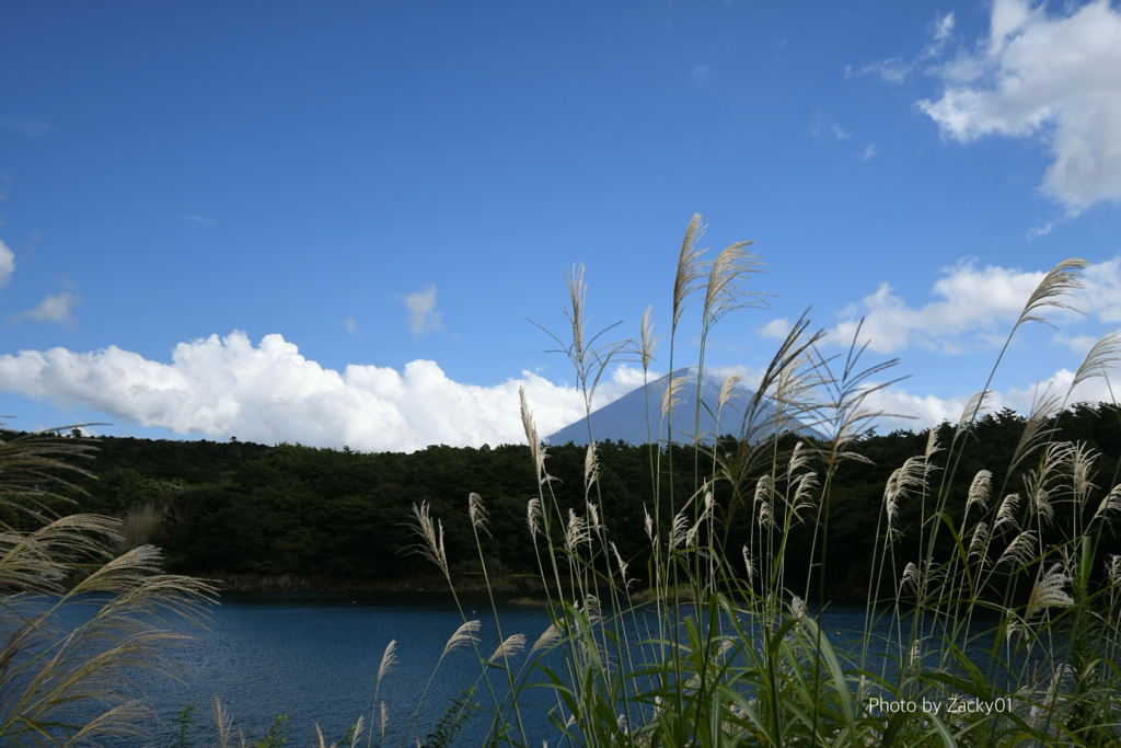 ススキ越しの富士山