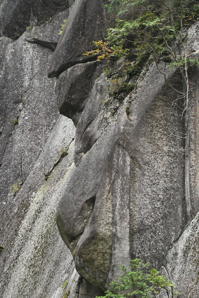 岩肌の猿